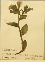 Lungenkraut