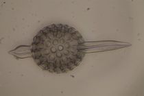 Radiolarie