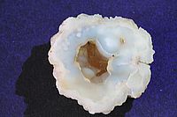 Chalcedon